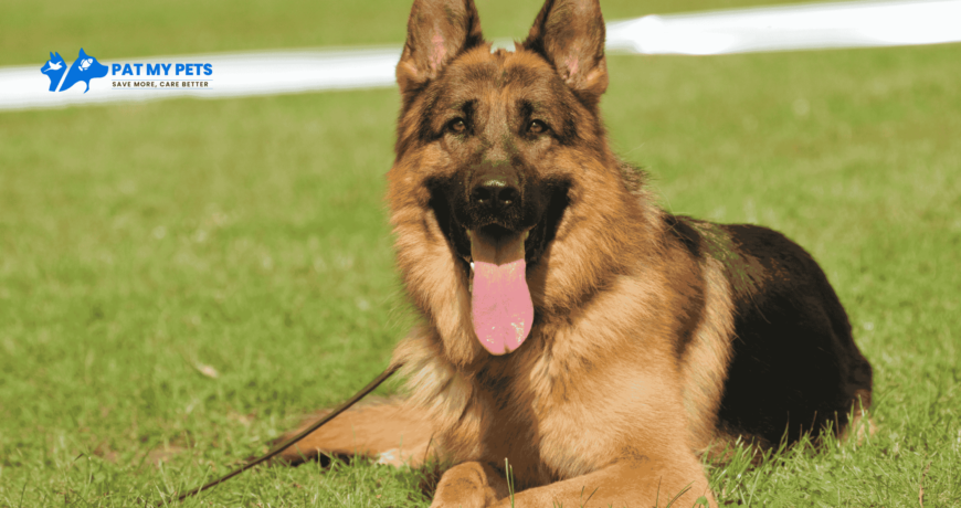 german shepherd dog cost in india