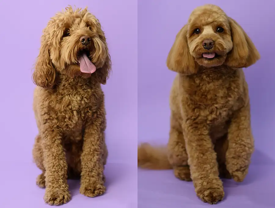 dog grooming springfield il