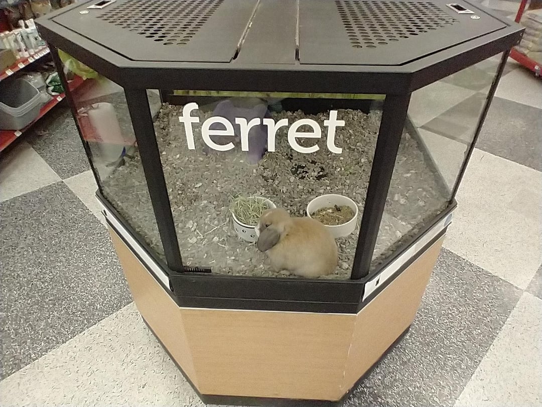 does petsmart sell ferrets