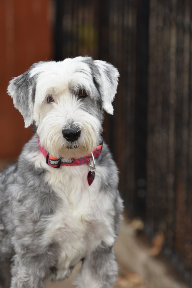 sheepadoodle breeder near me