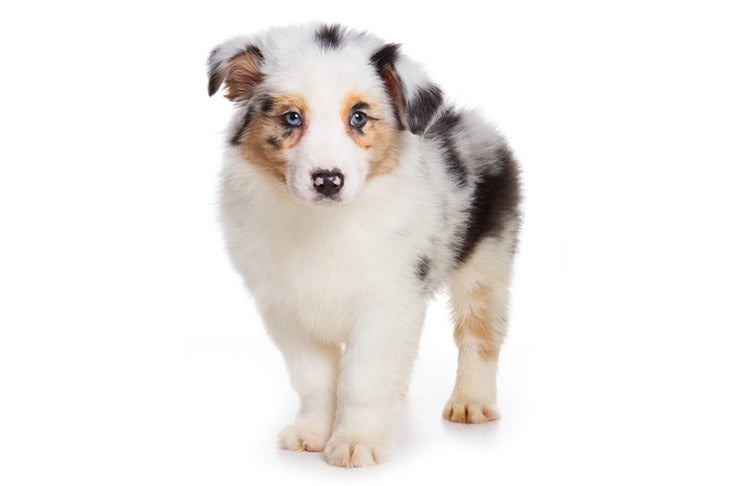 australian shepherd puppy for sale near me