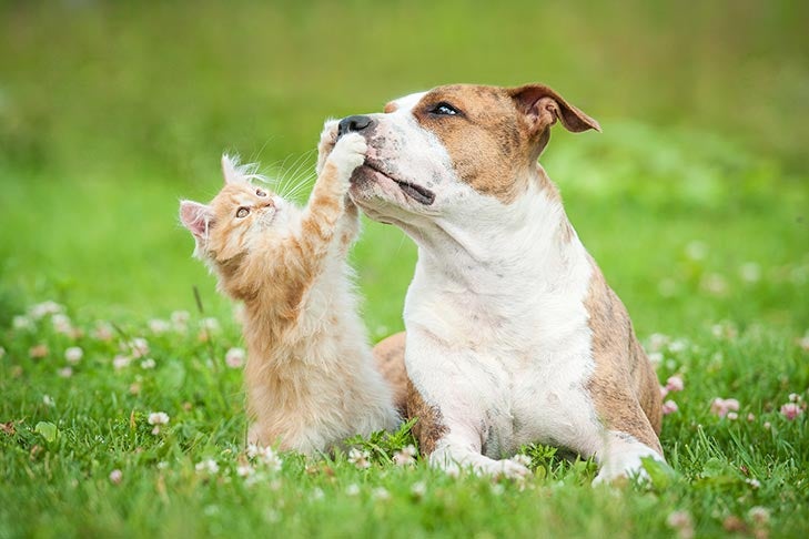 best dogs for cat owners