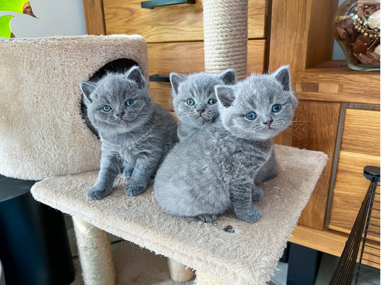 grey kittens for sale