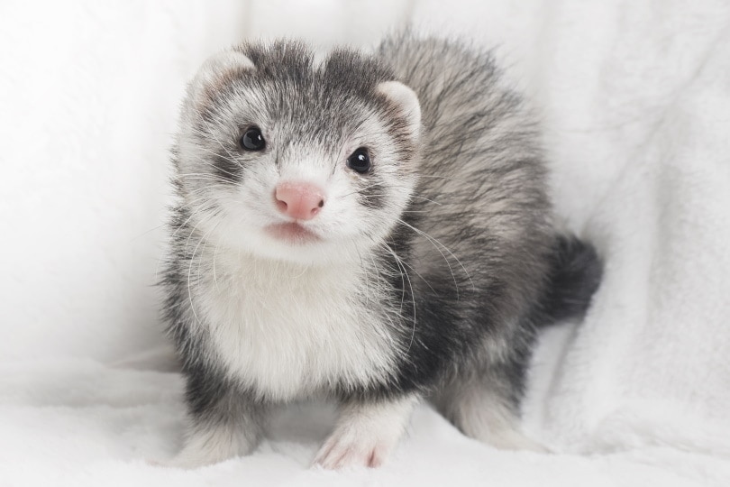 does petsmart sell ferrets