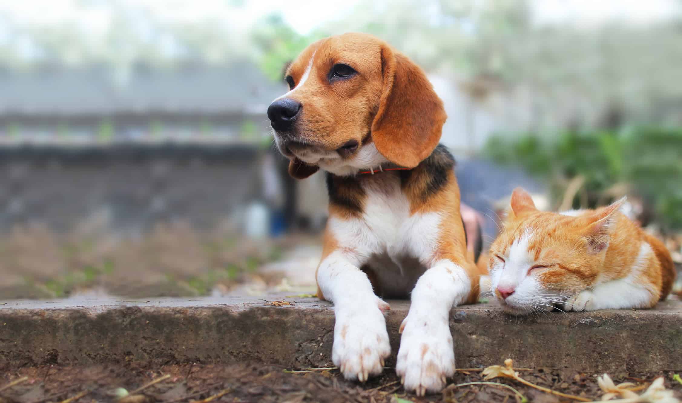 beagle and cat