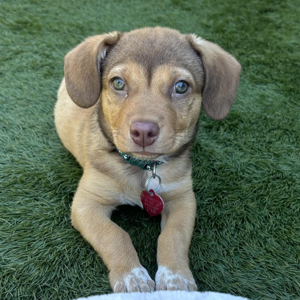 adoption dogs near me free