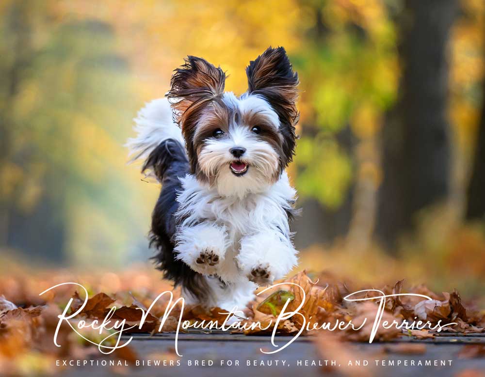 terrier dog for sale