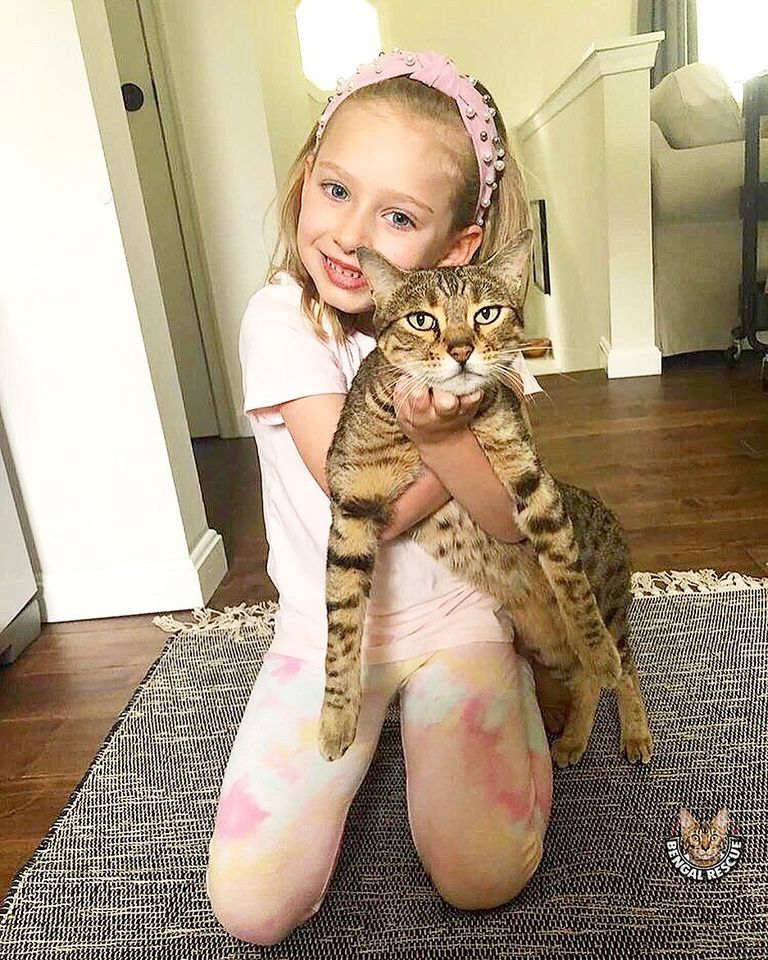 bengal cats adoption