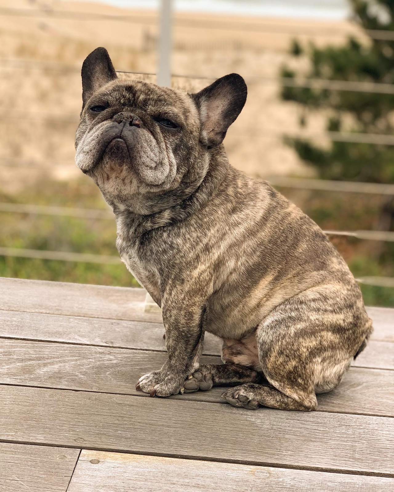 brown brindle french bulldog