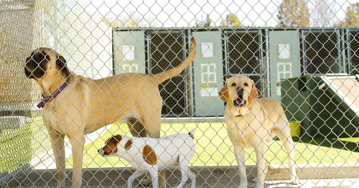 adopting a dog from the pound