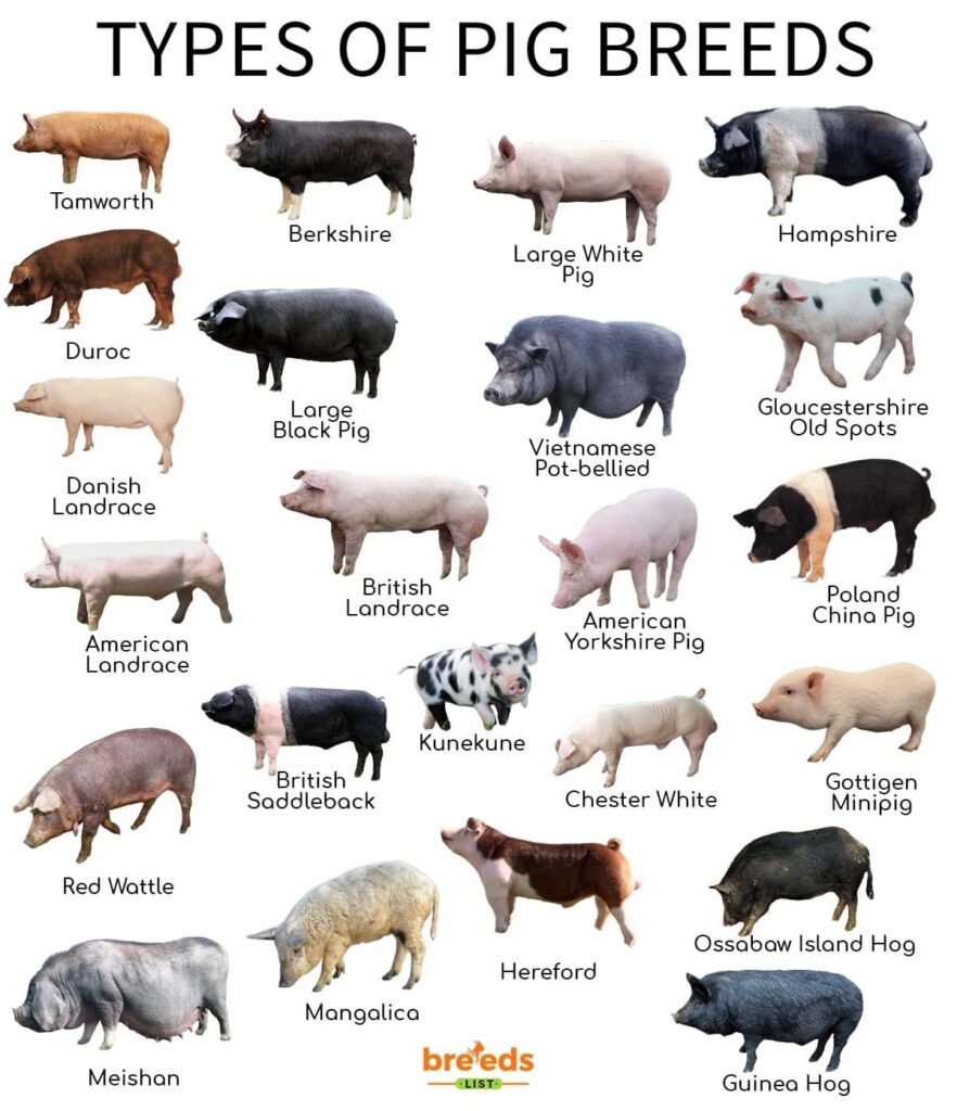 largest pig breed