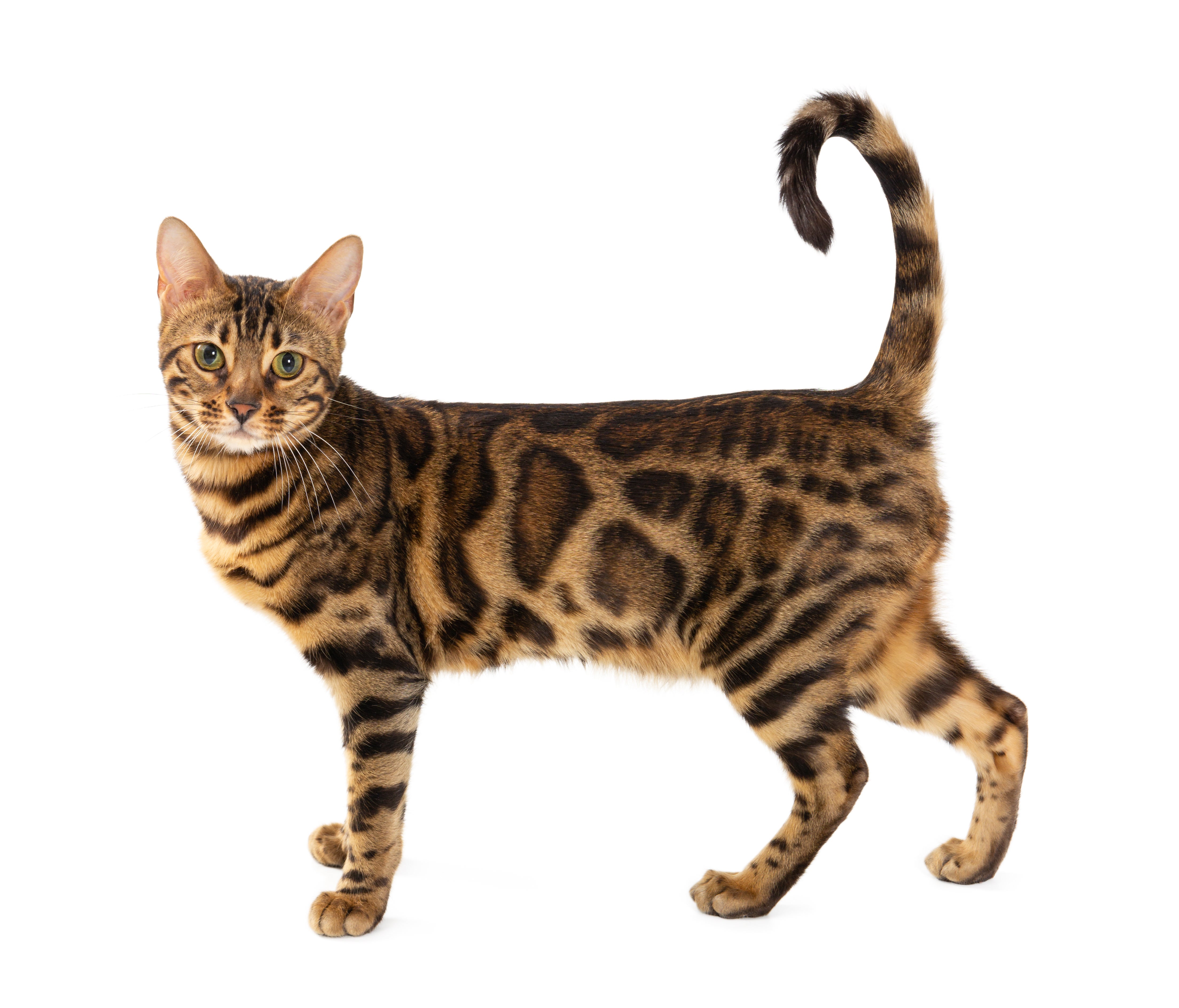 bengal cats adoption