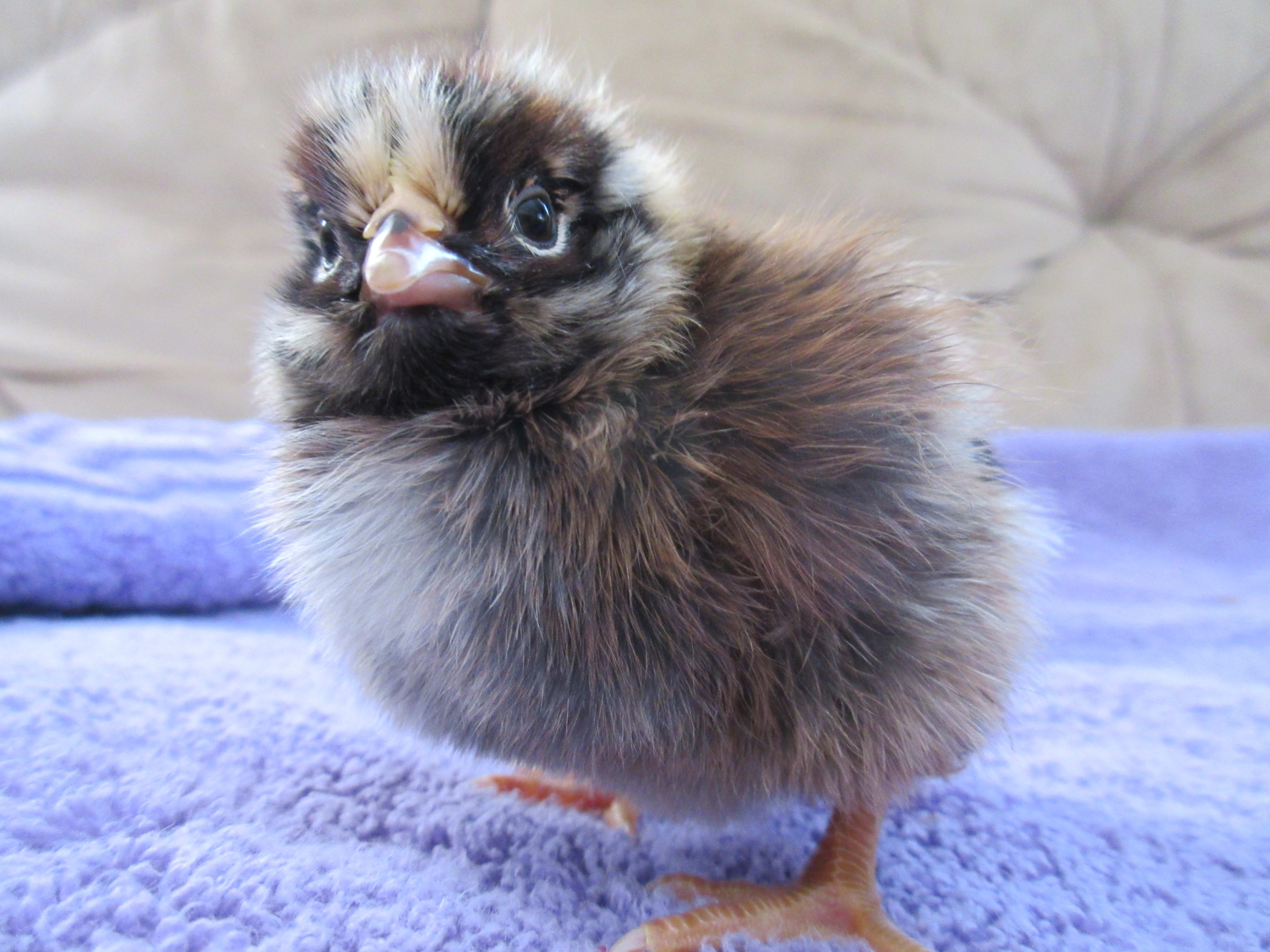 buying animals online