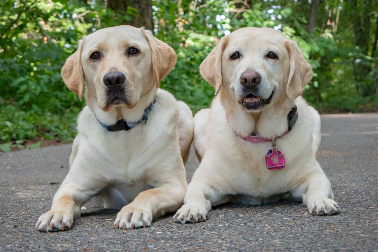 guide dogs to adopt