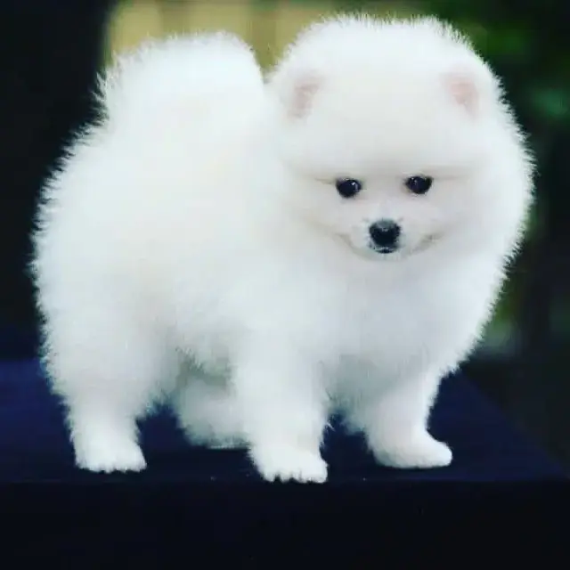 buy dogs india online