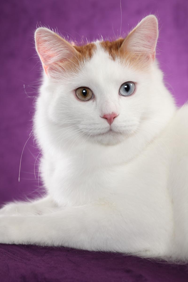turkish van cat for sale