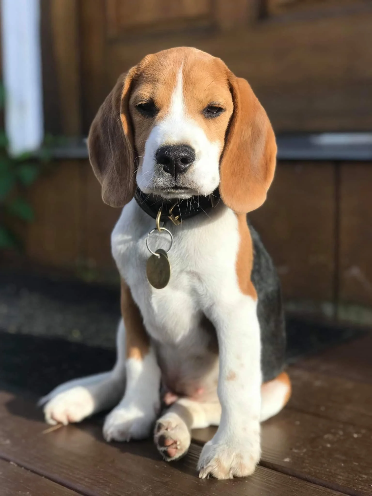 free beagle puppies near me