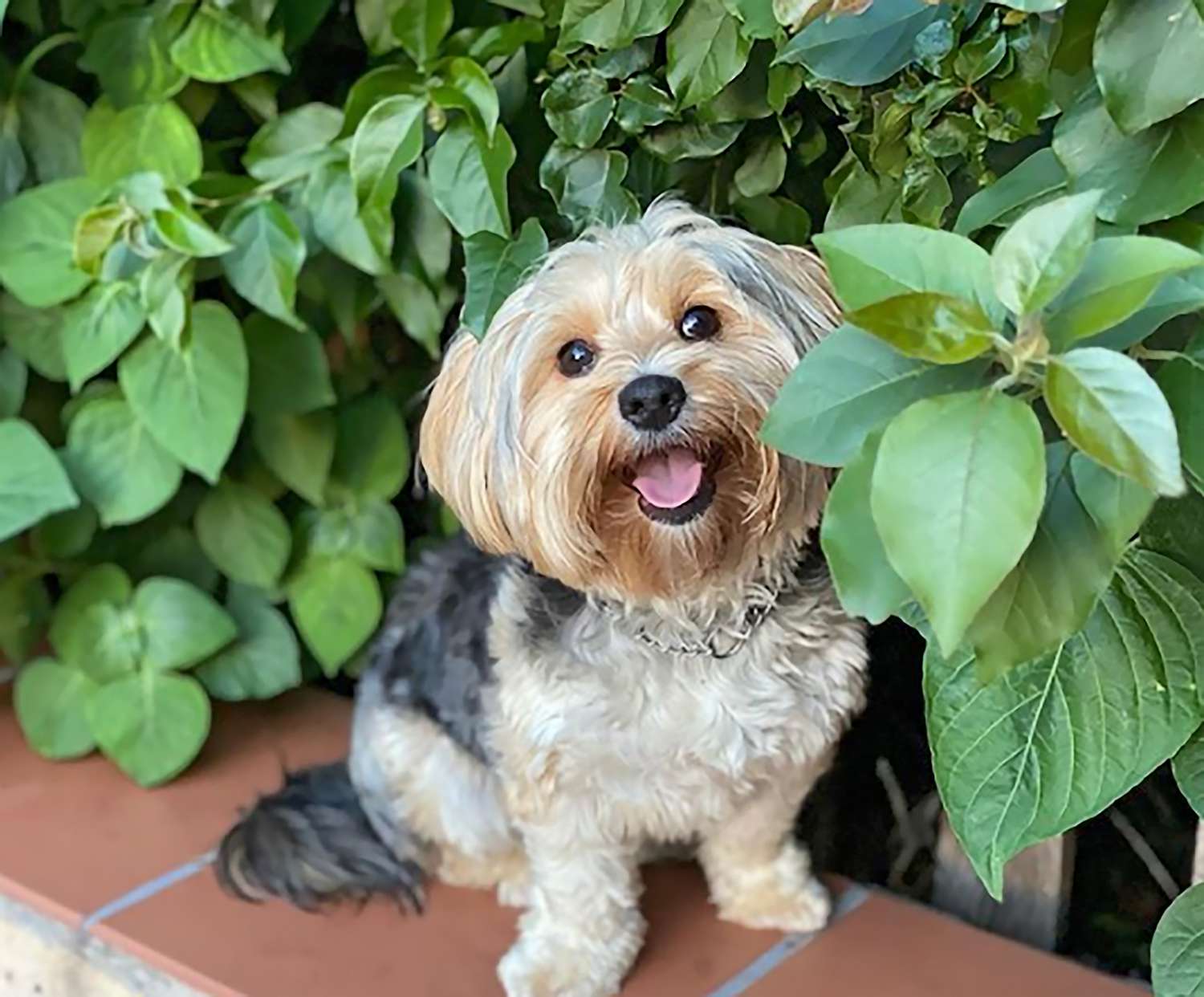 yorkshire terrier and bichon frise mix