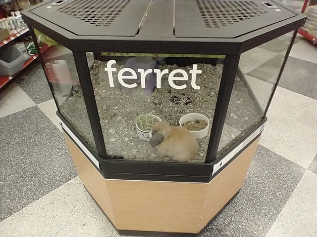 does petsmart have ferrets
