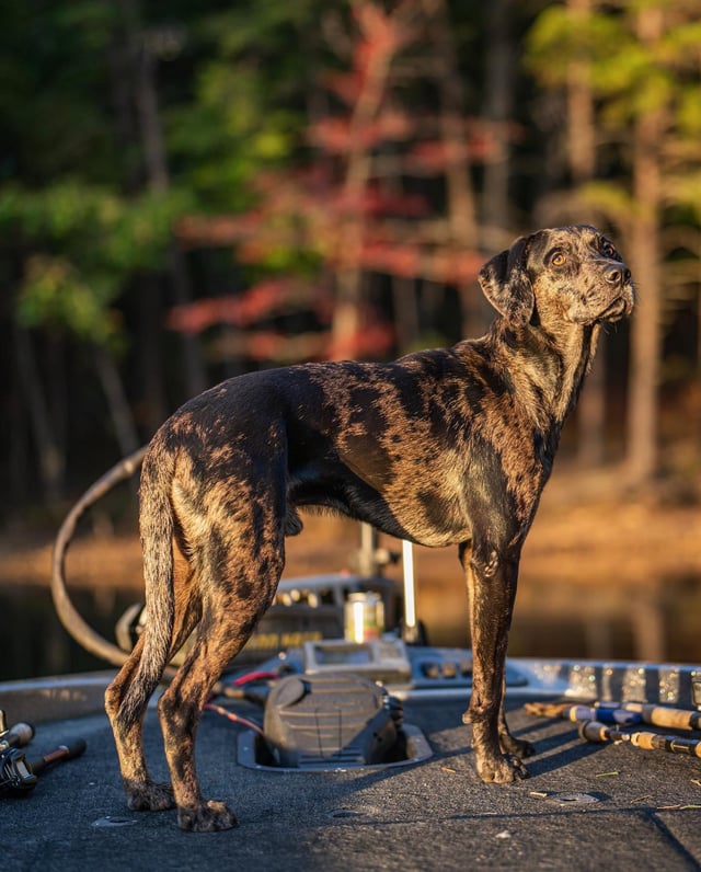 catahoula dane mix