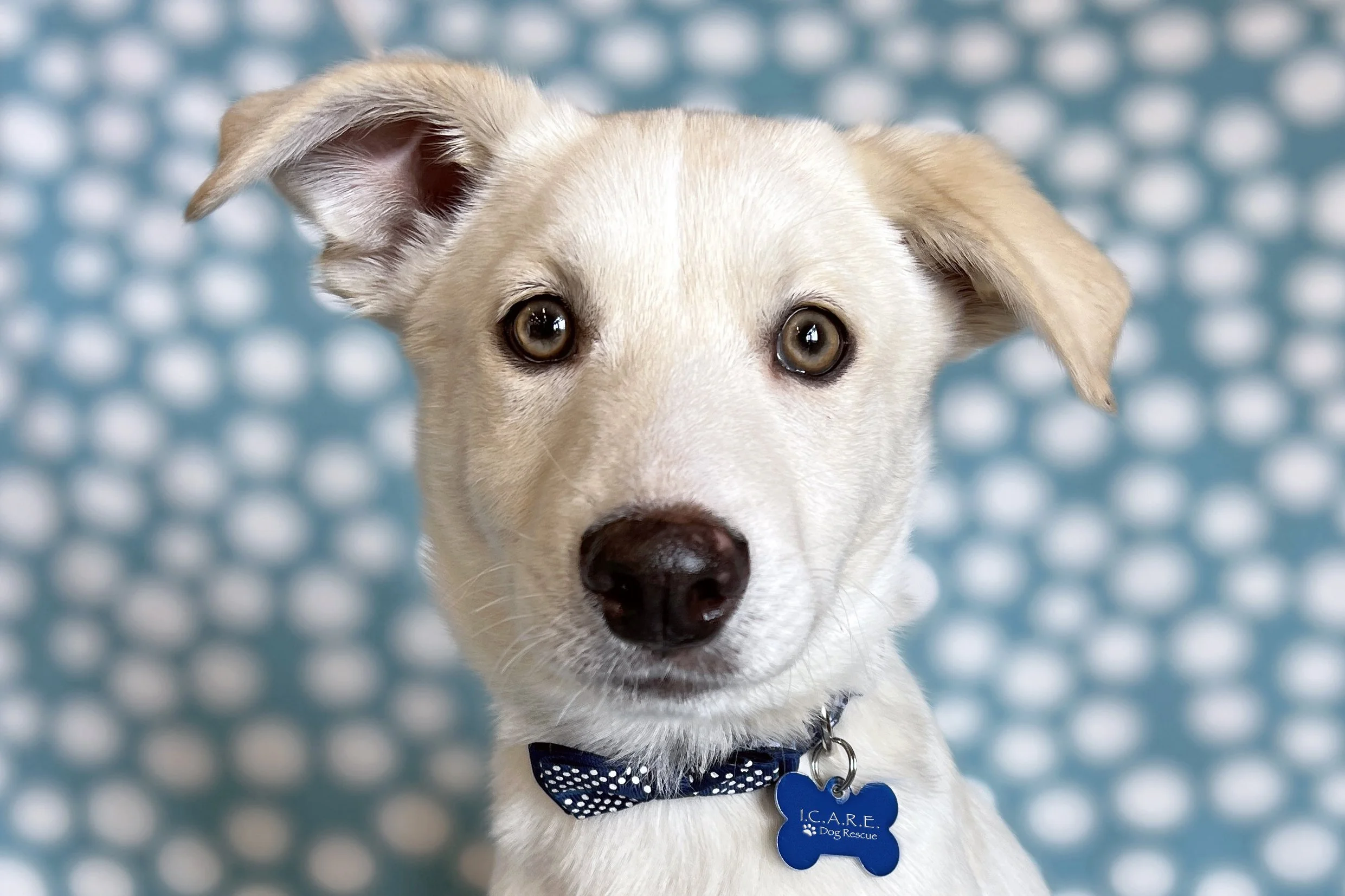 private dog rehoming near me