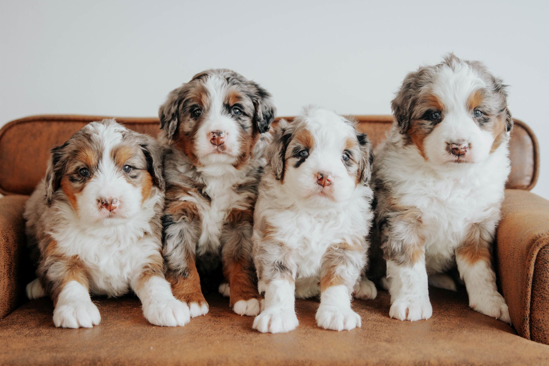 bernedoodle breeders florida