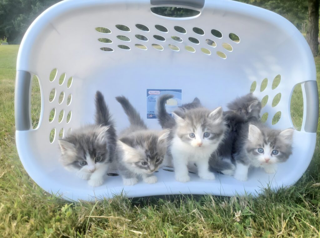 kittens classifieds