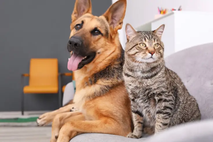 dog and cat picture