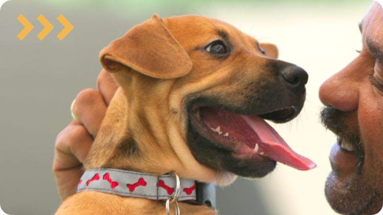 petsmart dog adoptions near me