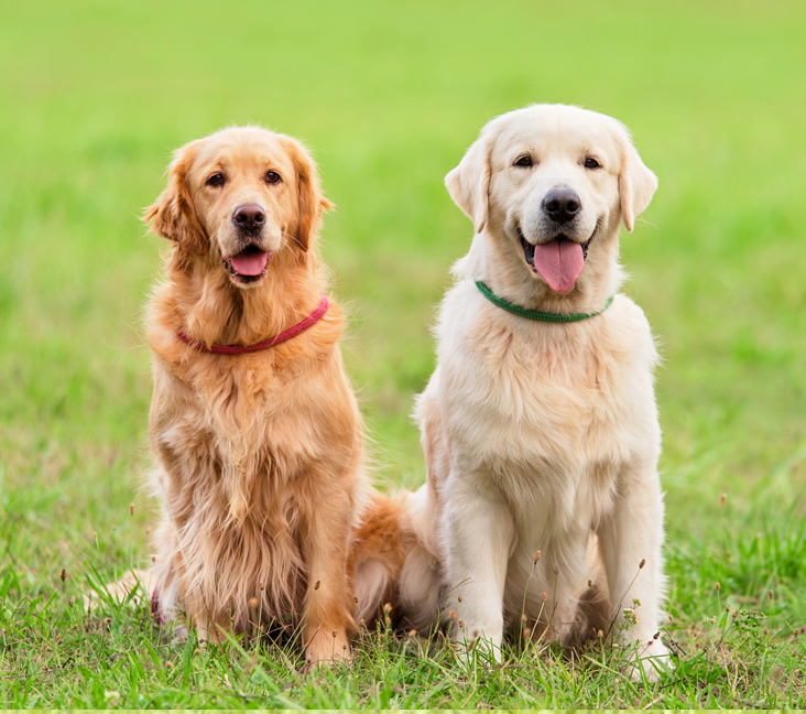 free golden retrievers near me