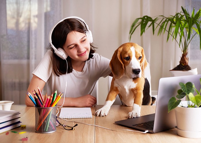 best online dog training