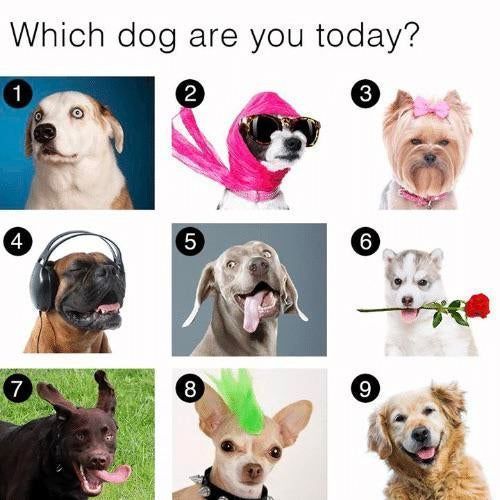 which dog are you today