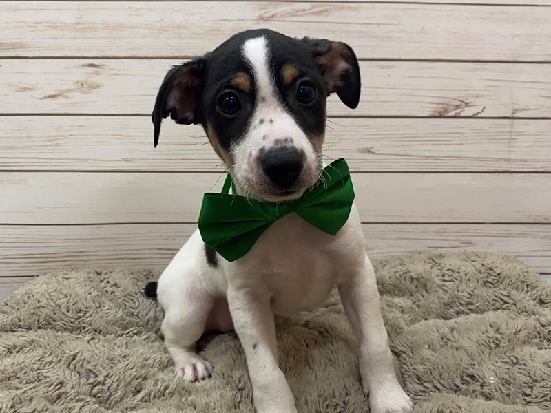 rat terrier jack russell mix puppies for sale