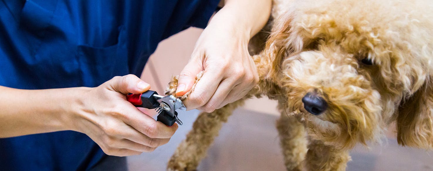 can you get a dog declawed