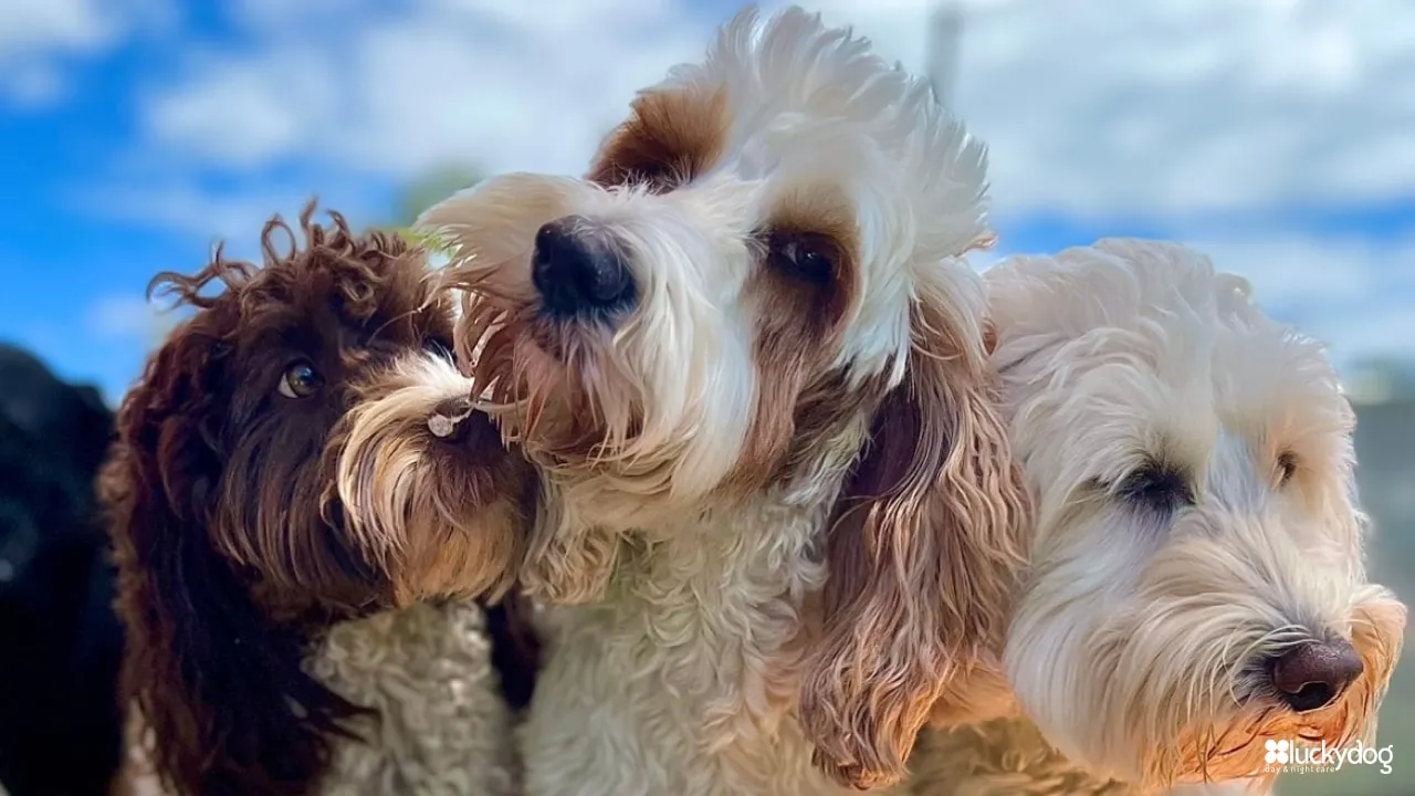 dog grooming springfield oregon