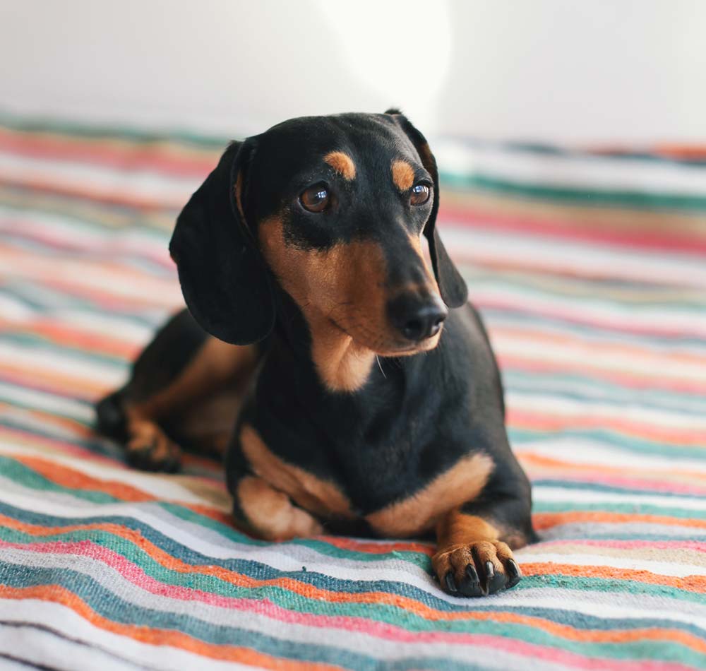 mini dachshund for sale indiana