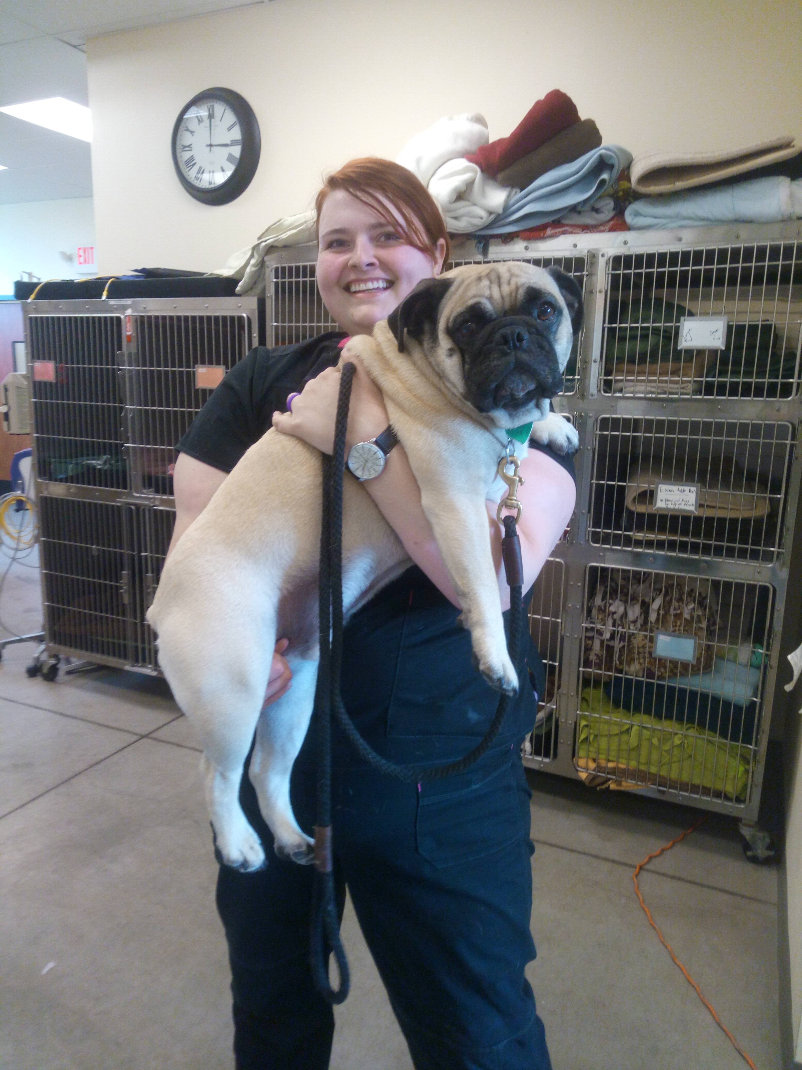 english bulldog pug mix full grown