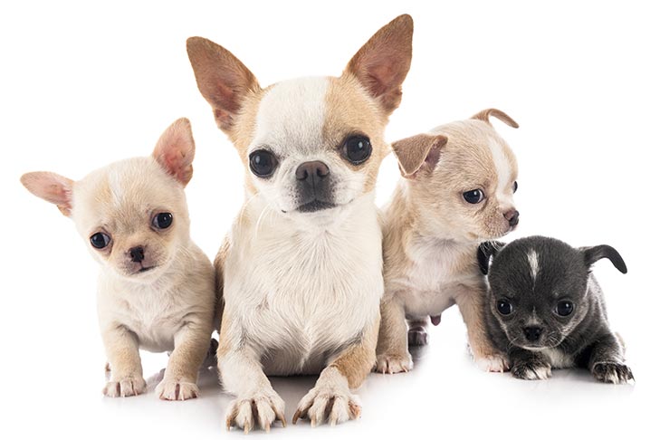 chihuahua puppies for sale in indiana