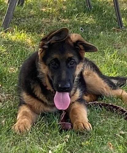german shepherd for sale in michigan