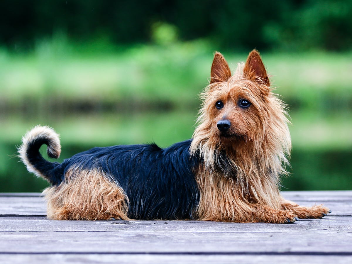 australian terrier price