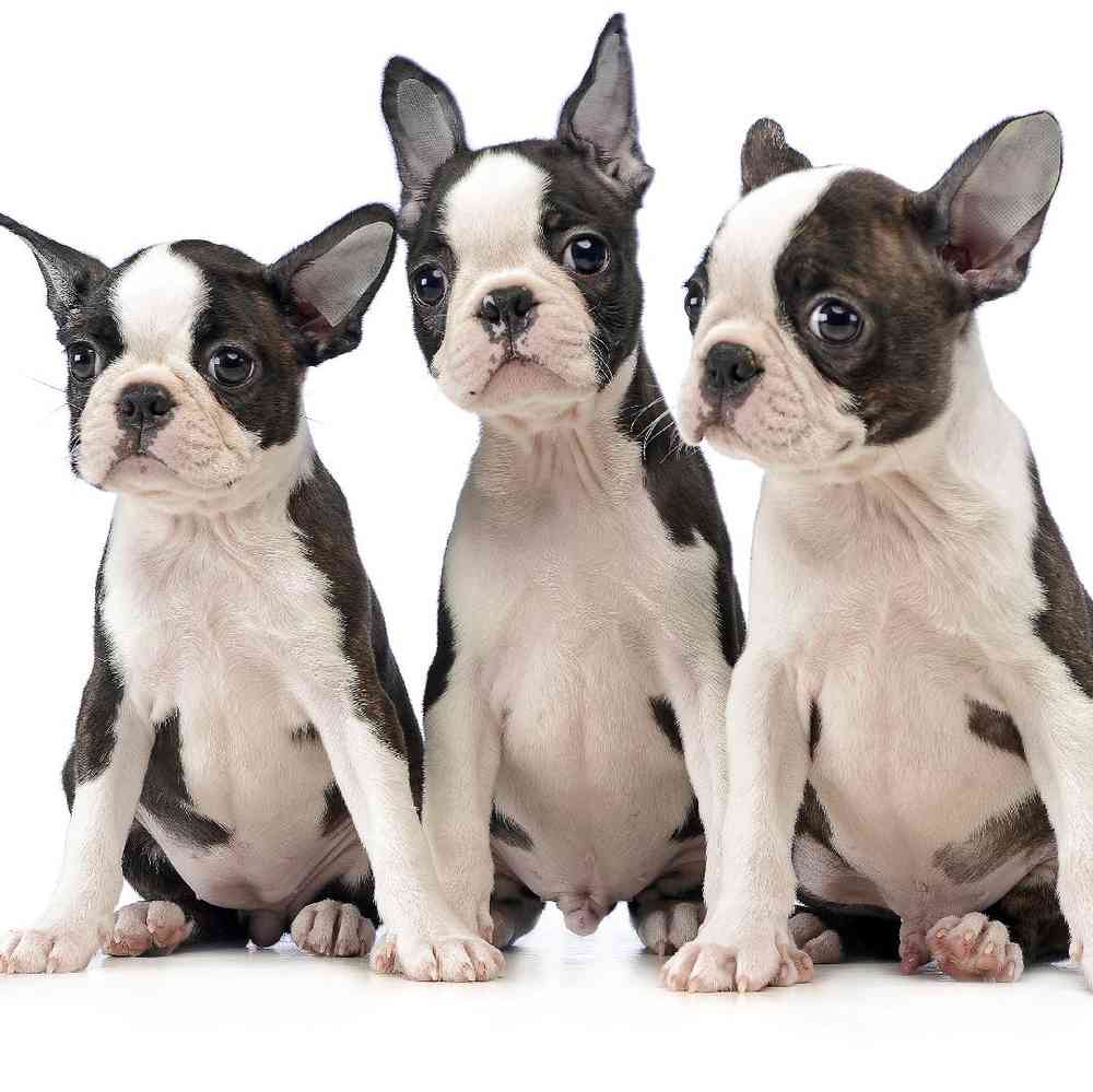 boston bull terrier puppies for sale in michigan