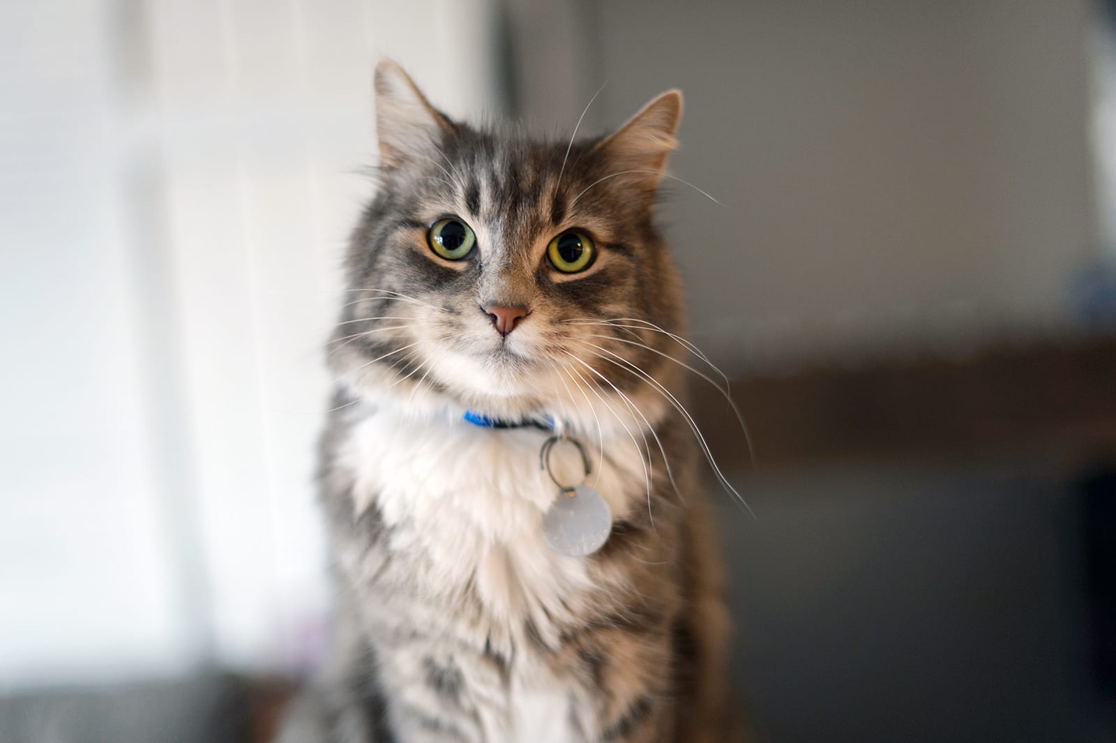 vancouver cat rescue