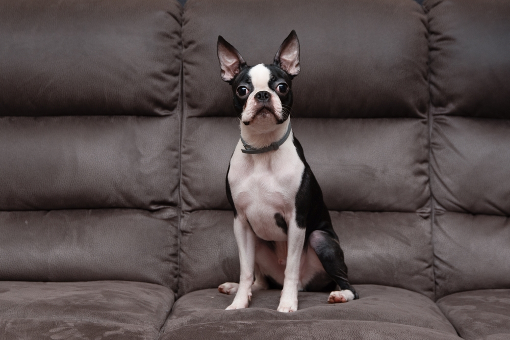 how much do boston terriers cost