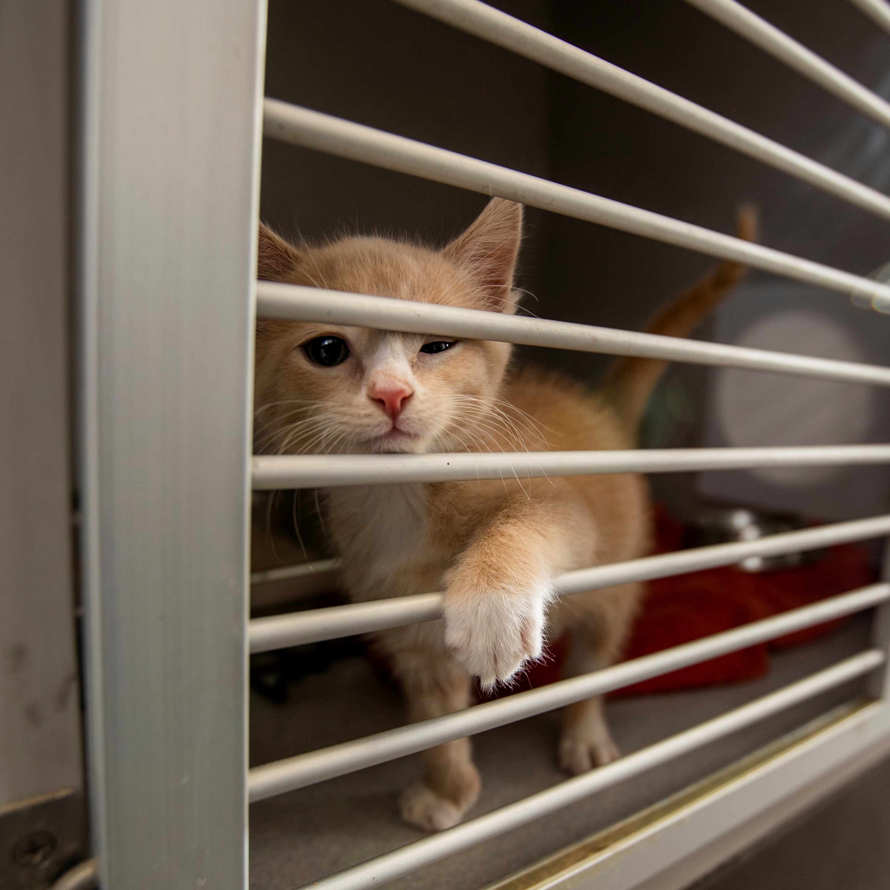 cat rescue shelters near me