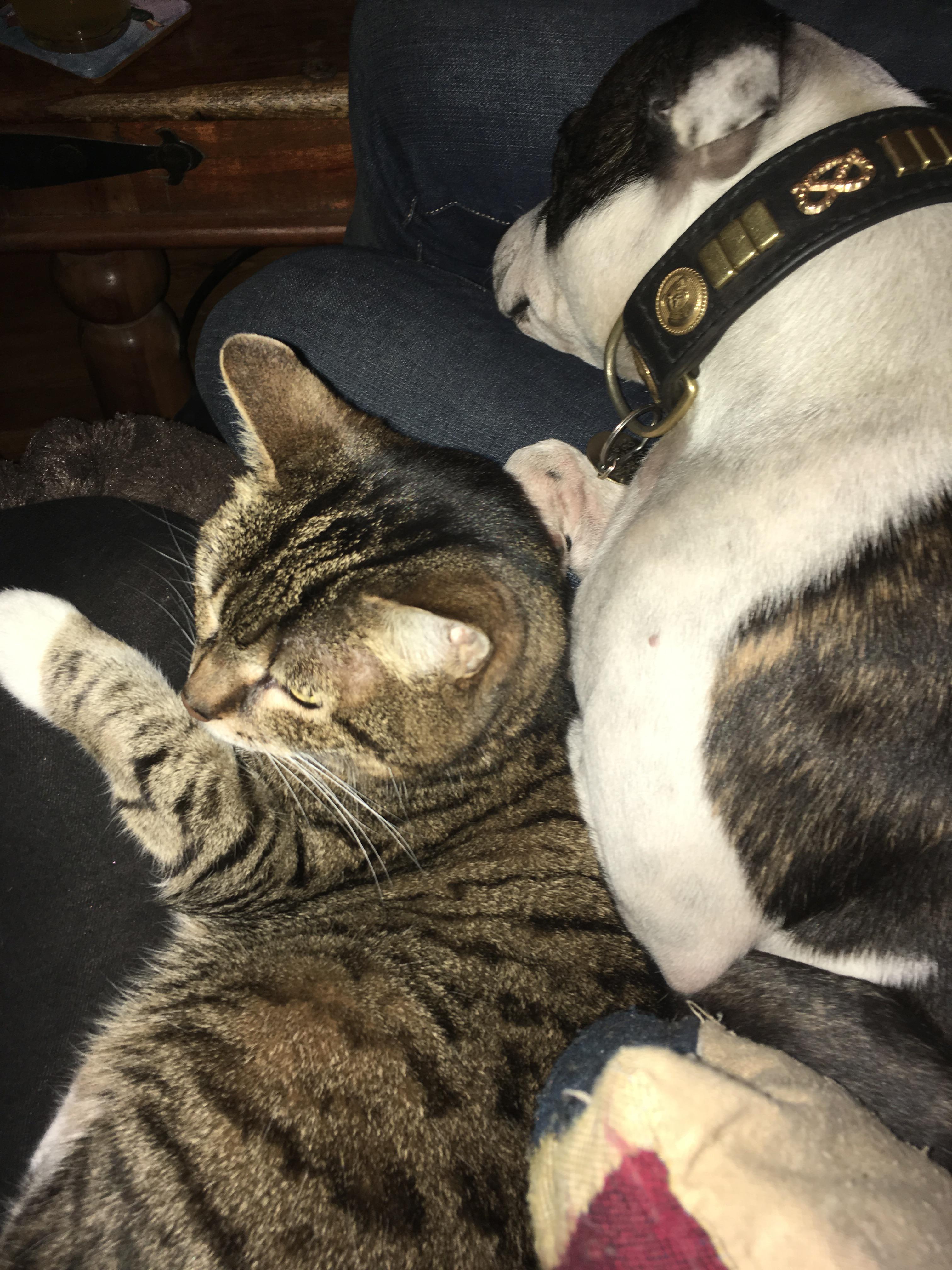 staffordshire bull terrier with cats