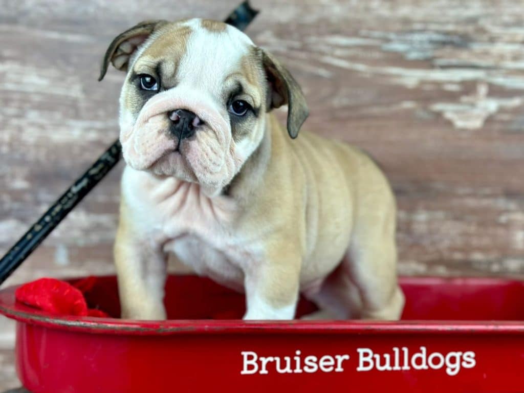 english bulldog puppies for sale in michigan