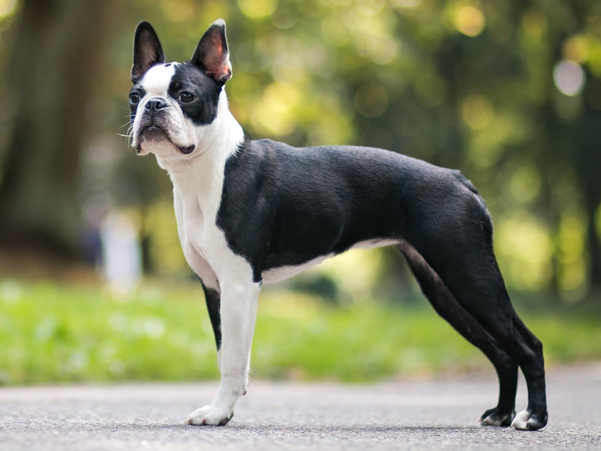 how much do boston terriers cost