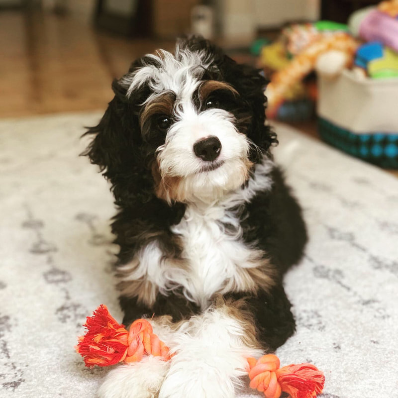 bernedoodle breeders washington