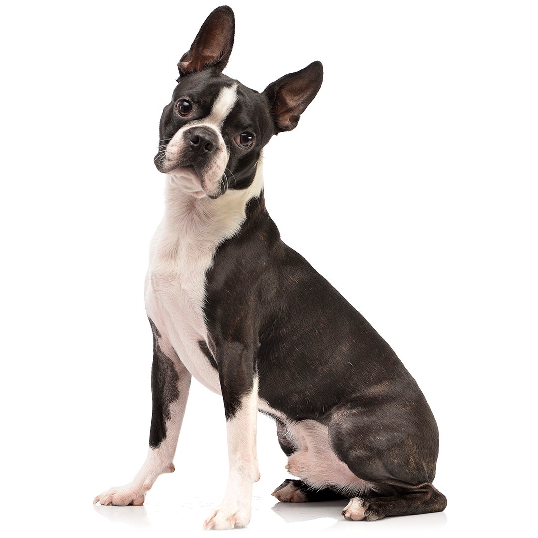 images of boston terriers