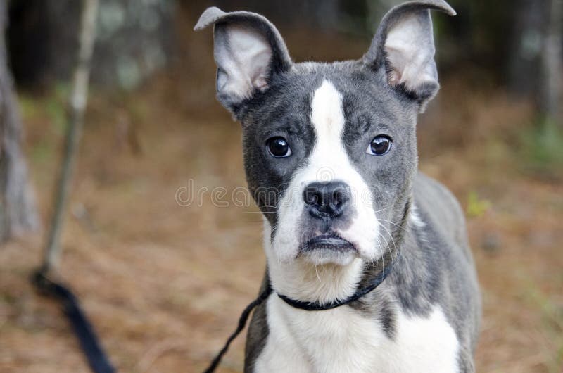 boston terrier pitbull mix puppy